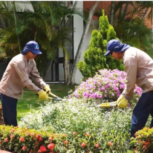 Mantenimiento de jardines